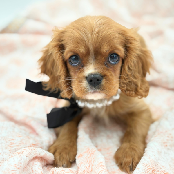 Penny — Cavalier King Charles Spaniel — Image 1