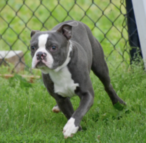 Maple Lawn's Topeka