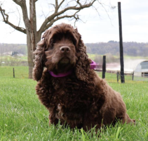 Rainbow View Cocoa