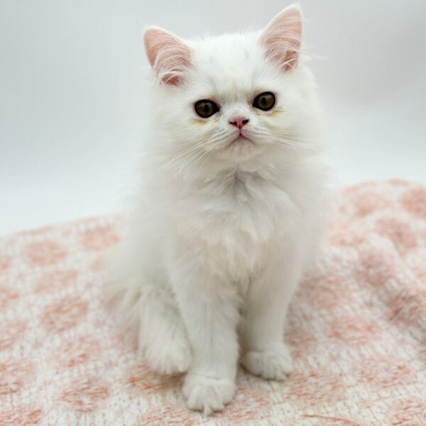 Ronnie — Exotic Longhair — Image 1