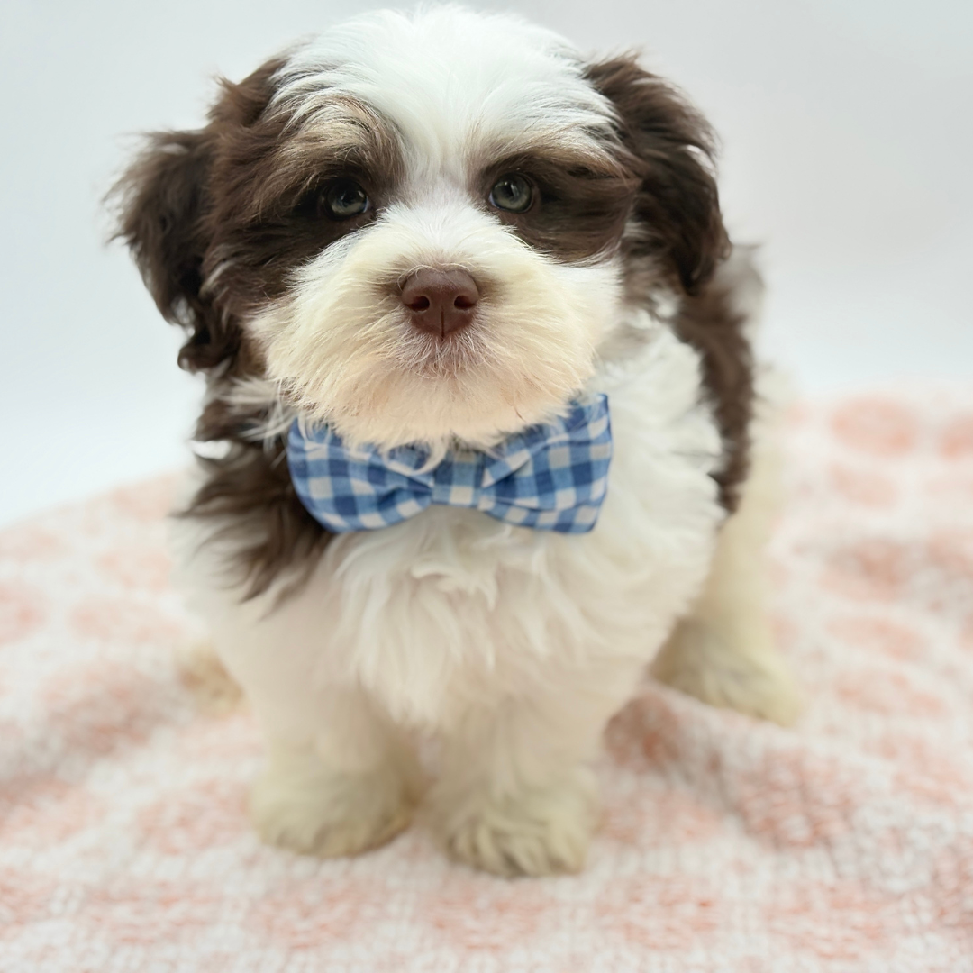 Havanese in Casey Key, FL