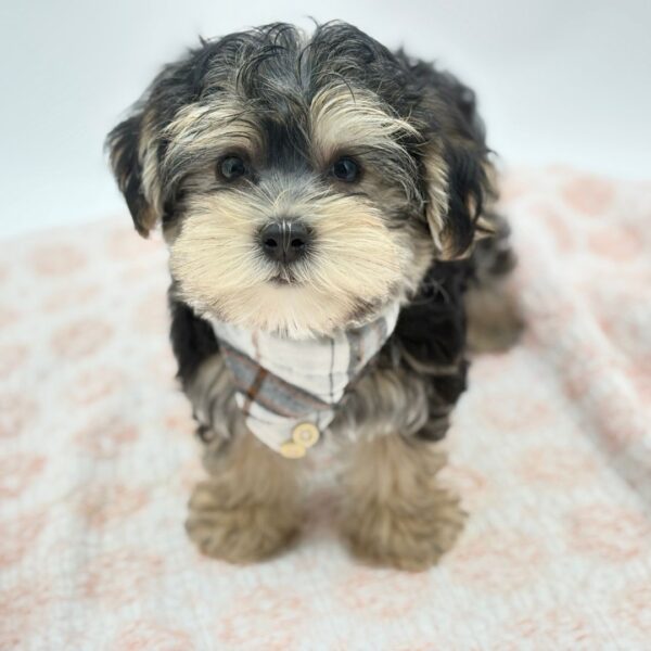 Danny — Morkie — Image 4