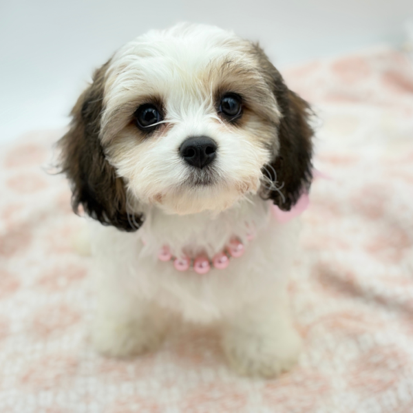 Genevieve — Cavachon — Image 2