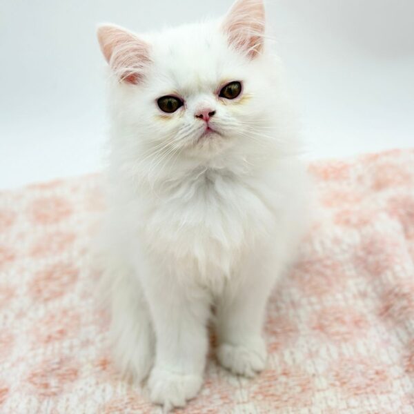 Ronnie — Exotic Longhair — Image 2