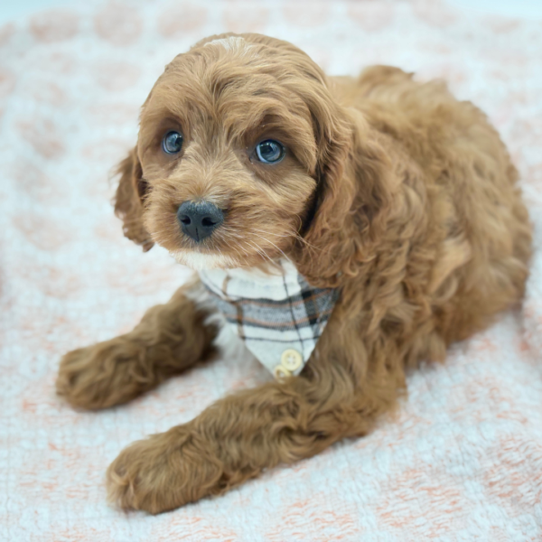 Mack — Cavapoo — Image 4