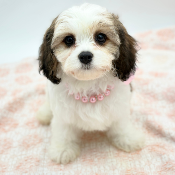 Genevieve — Cavachon — Image 1