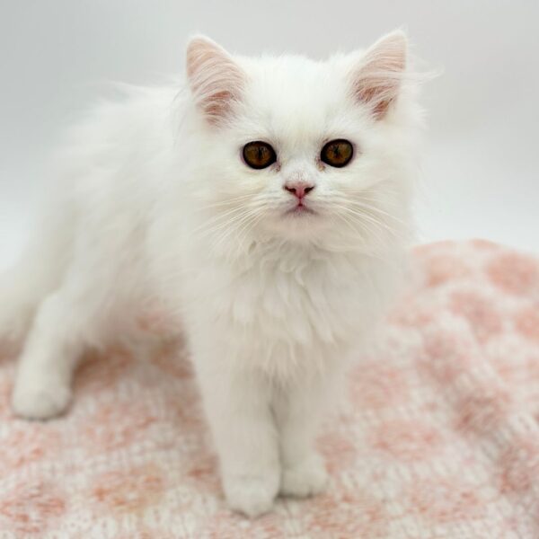 Grace — Exotic Longhair — Image 1