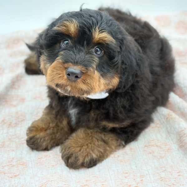 Buddy — Aussiedoodle Mini — Image 1
