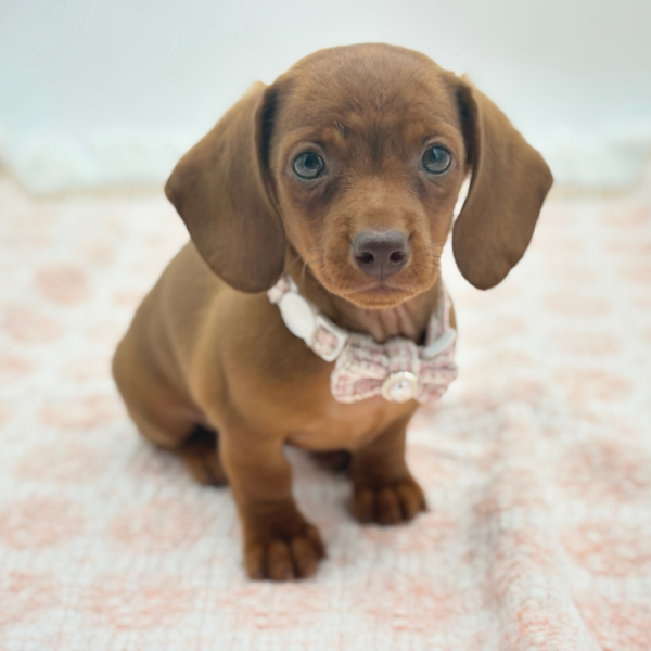 Allie — Dachshund — Image 4
