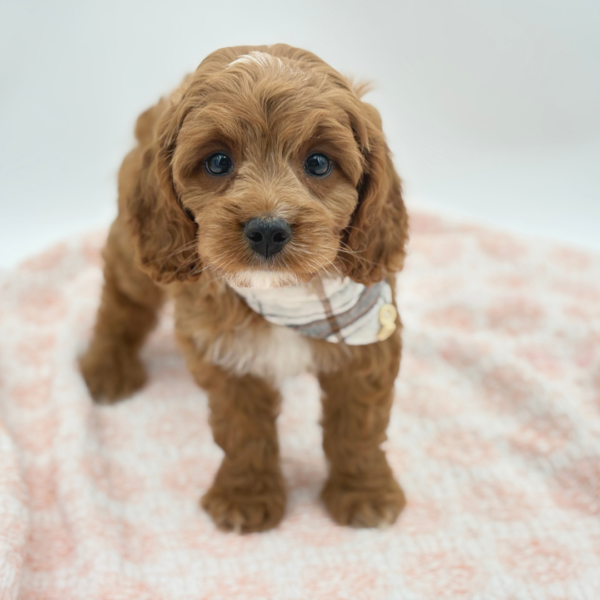 Mack — Cavapoo — Image 3