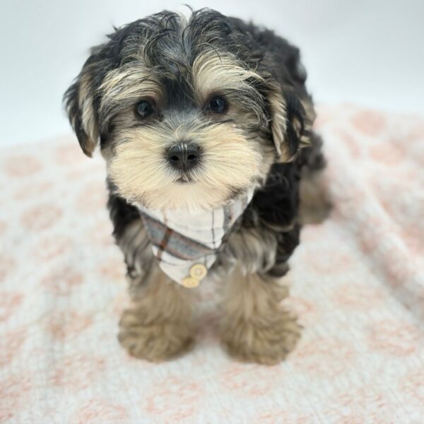 Danny — Morkie — Image 2