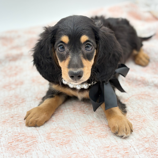 River — Dachshund — Image 4