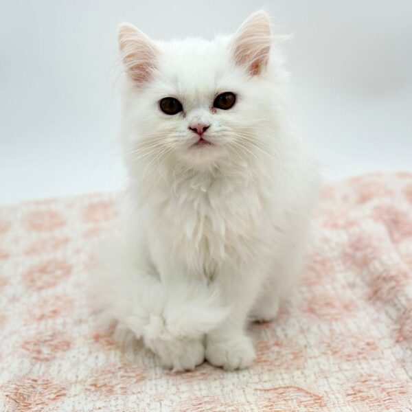 Grace — Exotic Longhair — Image 2