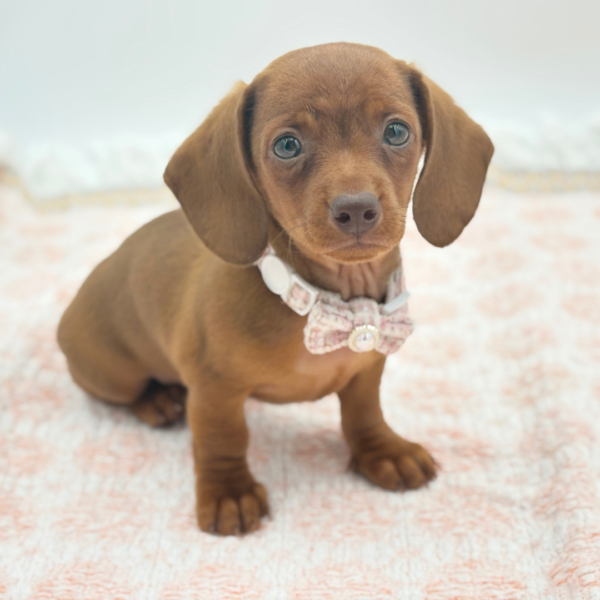 Allie — Dachshund — Image 5