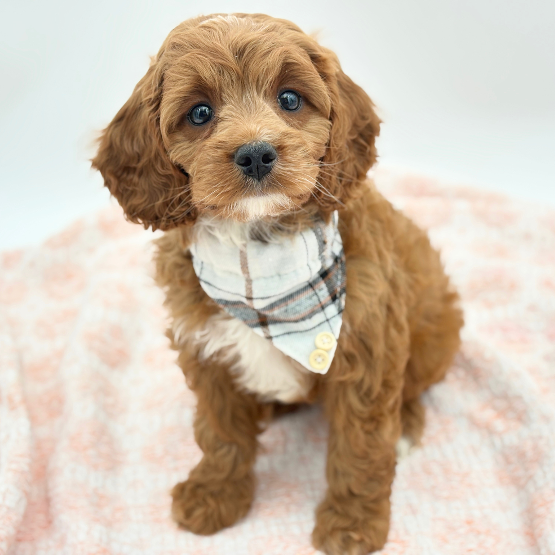 Cavapoo in Casey Key, FL