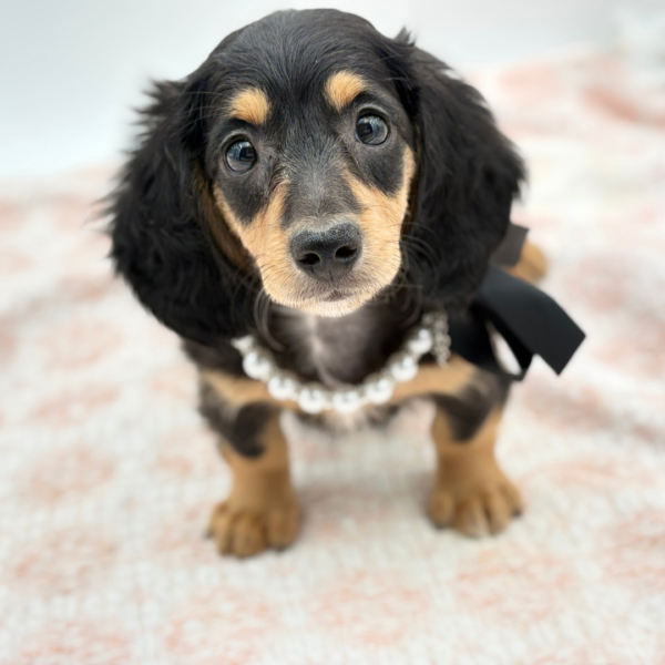 River — Dachshund — Image 1