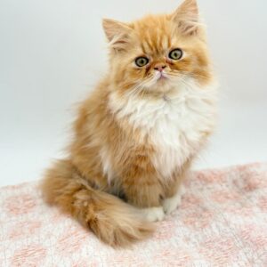 Ollie — photo 2