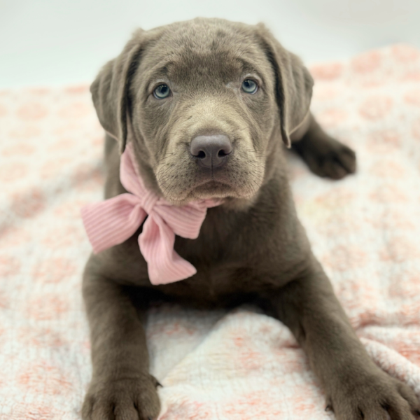 Monica — Labrador Retriever — Image 1
