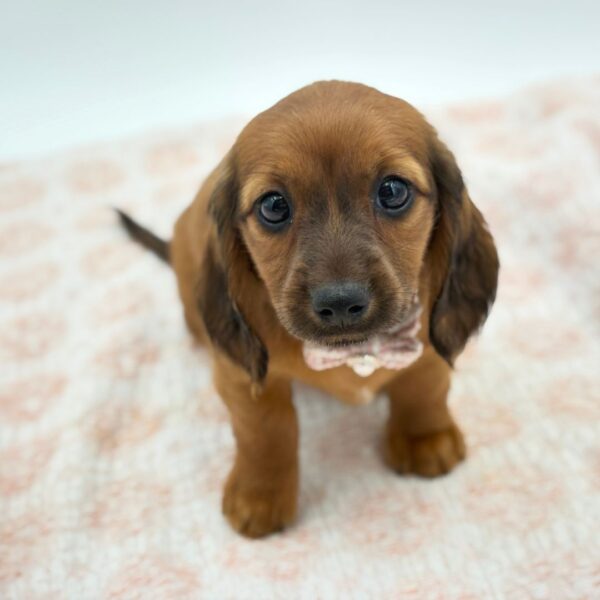 Sarabi — Dachshund — Image 4