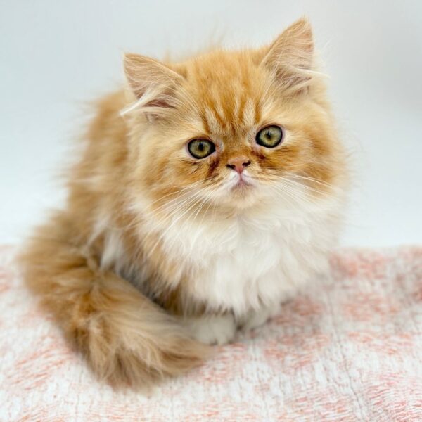 Ollie — Exotic Longhair — Image 1