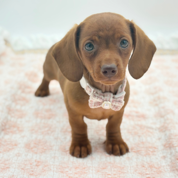 Allie — Dachshund — Image 2