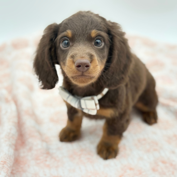 Clyde — Dachshund — Image 4