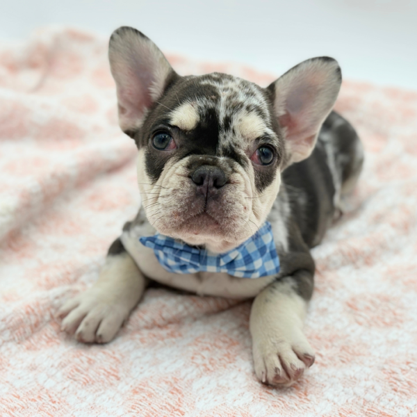 Marquis — French Bulldog — Image 3
