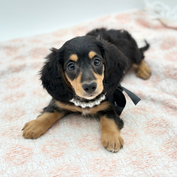 River — Dachshund — Image 2