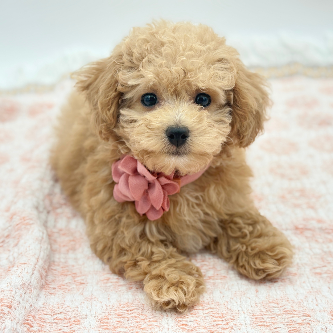 Maltipoo in Casey Key, FL