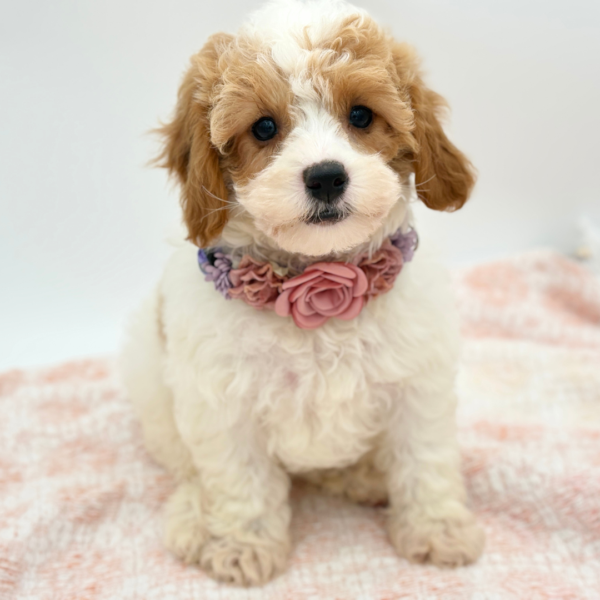 Giselle — Cavapoo — Image 3
