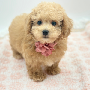 Stella — photo 2