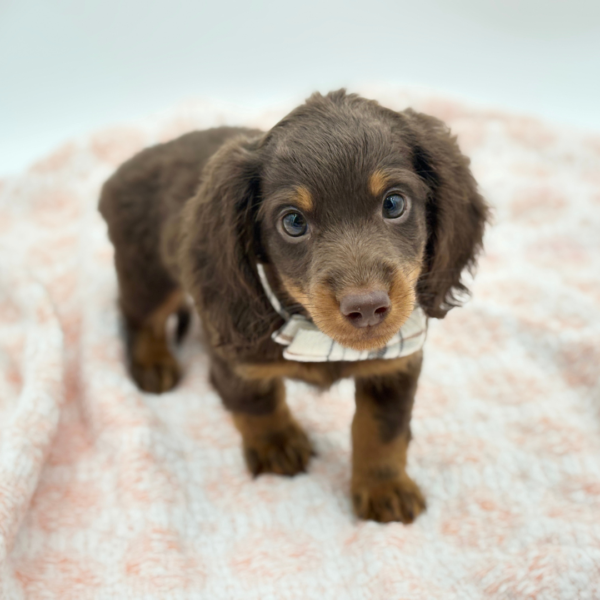 Clyde — Dachshund — Image 2