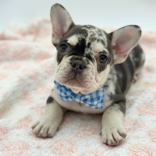 Marquis — French Bulldog — Image 1