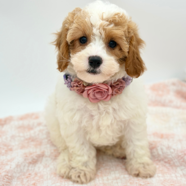 Giselle — Cavapoo — Image 4