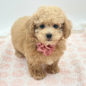 Stella — photo 4