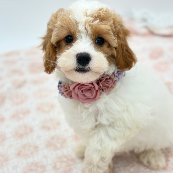 Giselle — Cavapoo — Image 2