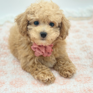 Stella — photo 3