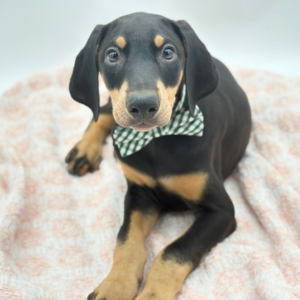 Jethro — photo 3
