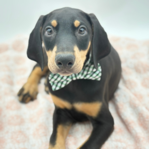 Jethro — photo 2