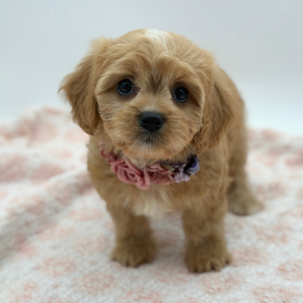 Octavia — Cavachon — Image 2