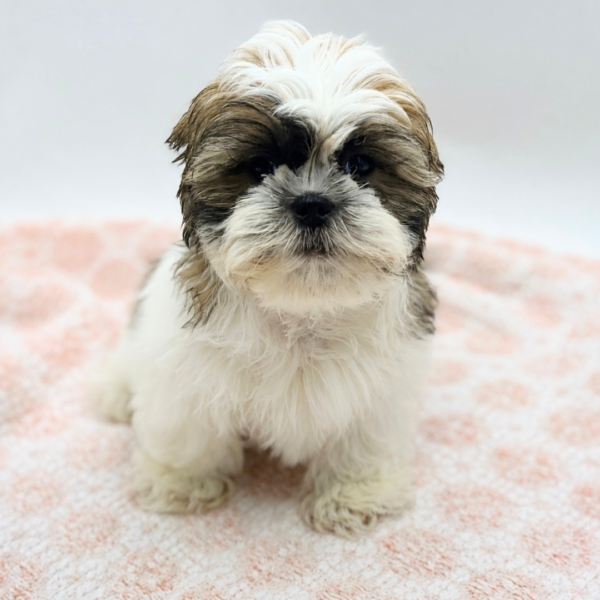 Maverick — Shih Tzu — Image 2