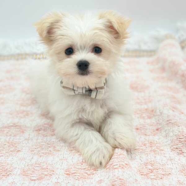 Ronan — Maltipom — Image 4