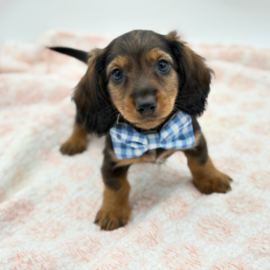 Dachshund (M)- 31103
