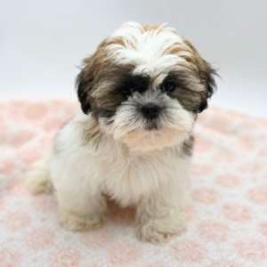 Maverick — photo 3