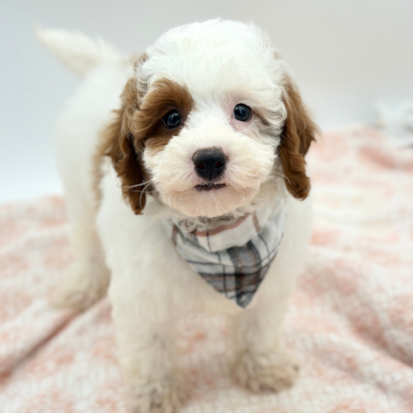 Philip — Poodle Mini/Cavapoo — Image 4