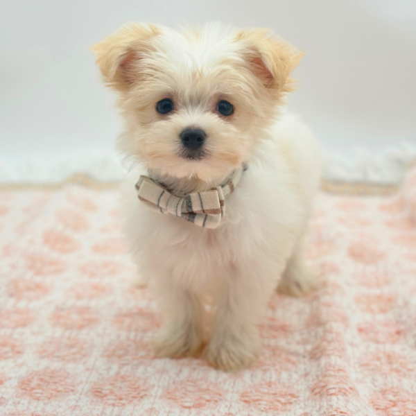 Ronan — Maltipom — Image 3