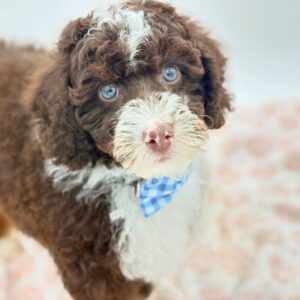 Biscuit — photo 2