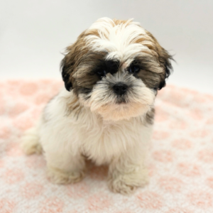 Maverick — photo 1