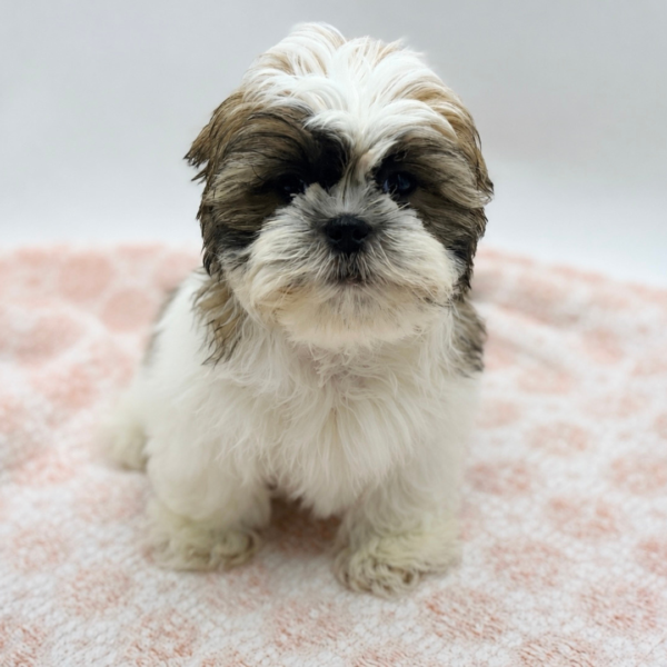 Maverick — Shih Tzu — Image 4