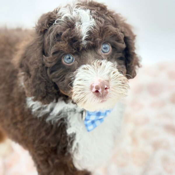 Biscuit — Bernedoodle Mini 2nd Gen — Image 1